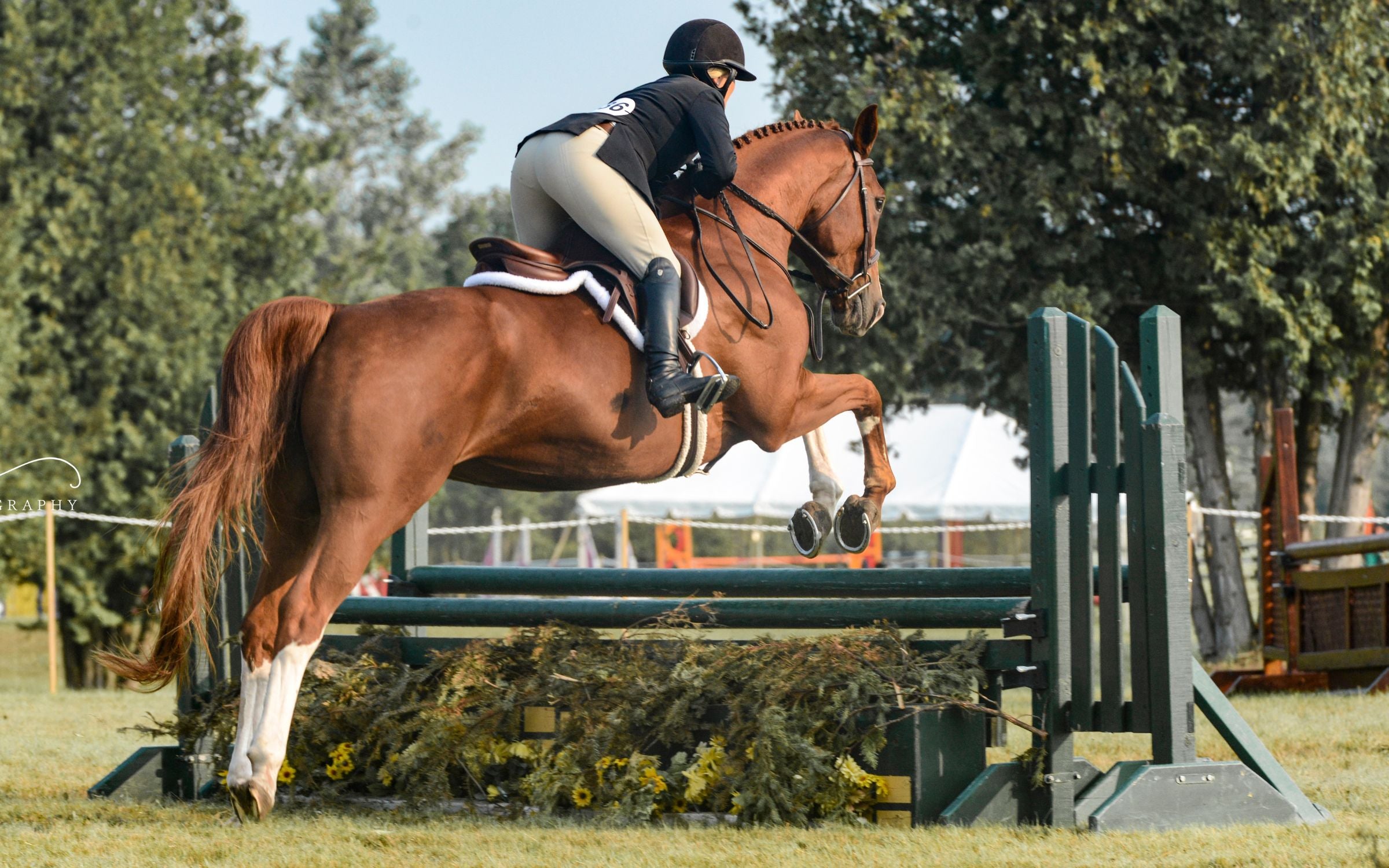 Chestnut Horse Jumping an Oxer at Northern Legacy Farm